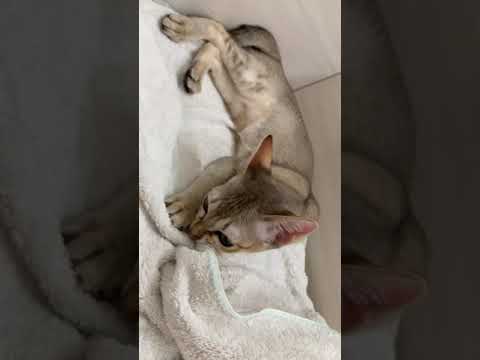 【うっせいわ】お風呂でやんちゃ子猫 #シンガプーラ #子猫 #short