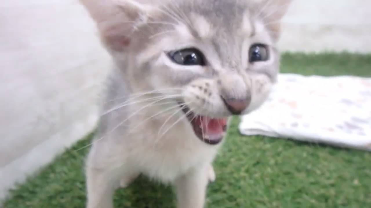 Coo&RIKU　No00643365 アビシニアン