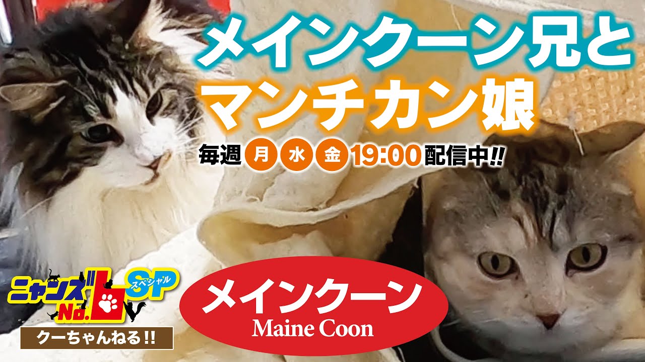 【メインクーン/Maine Coon】メインクーン兄とマンチカン娘