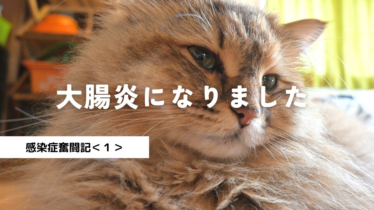 大腸炎に猫風邪。体調不良が止まりません。＜感染症奮闘記１＞【多頭飼い・サイベリアン】