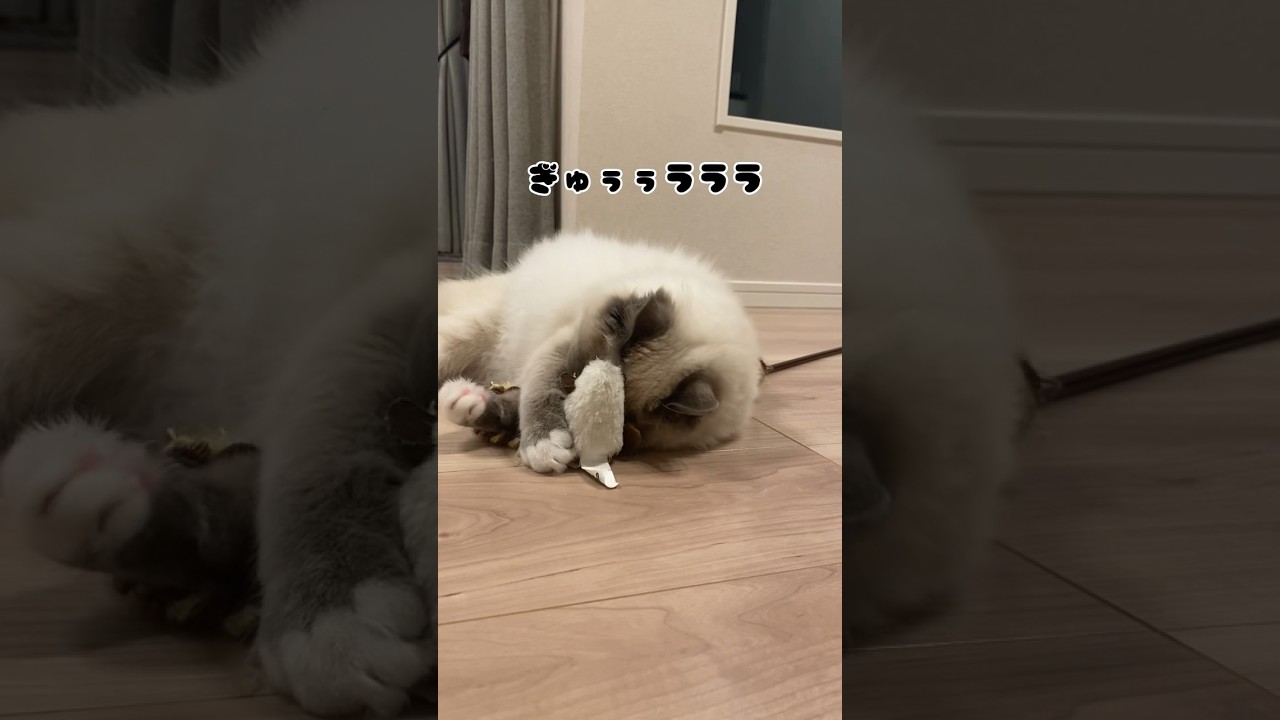 愛が強すぎる猫#ねこ #ねこのいる生活 #ラグドール #猫 #ragdollcat #cat #猫動画 #かわいい猫 #shorts
