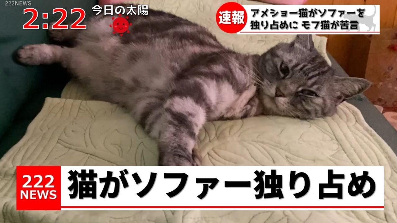 アメショー猫がソファーを独り占めにしました。