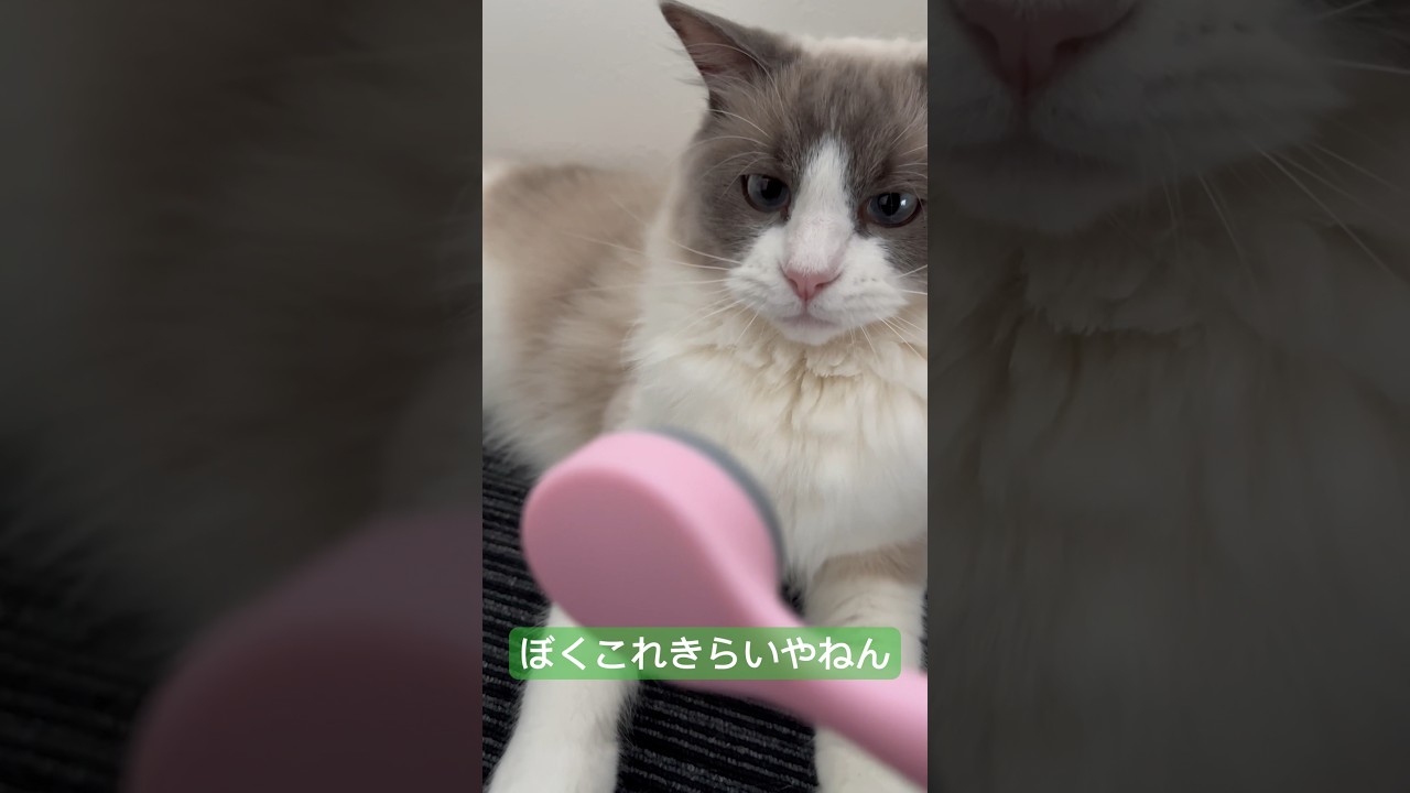 全ておもちゃと思ってるラグドール#shorts#ラグドール#Ragdoll