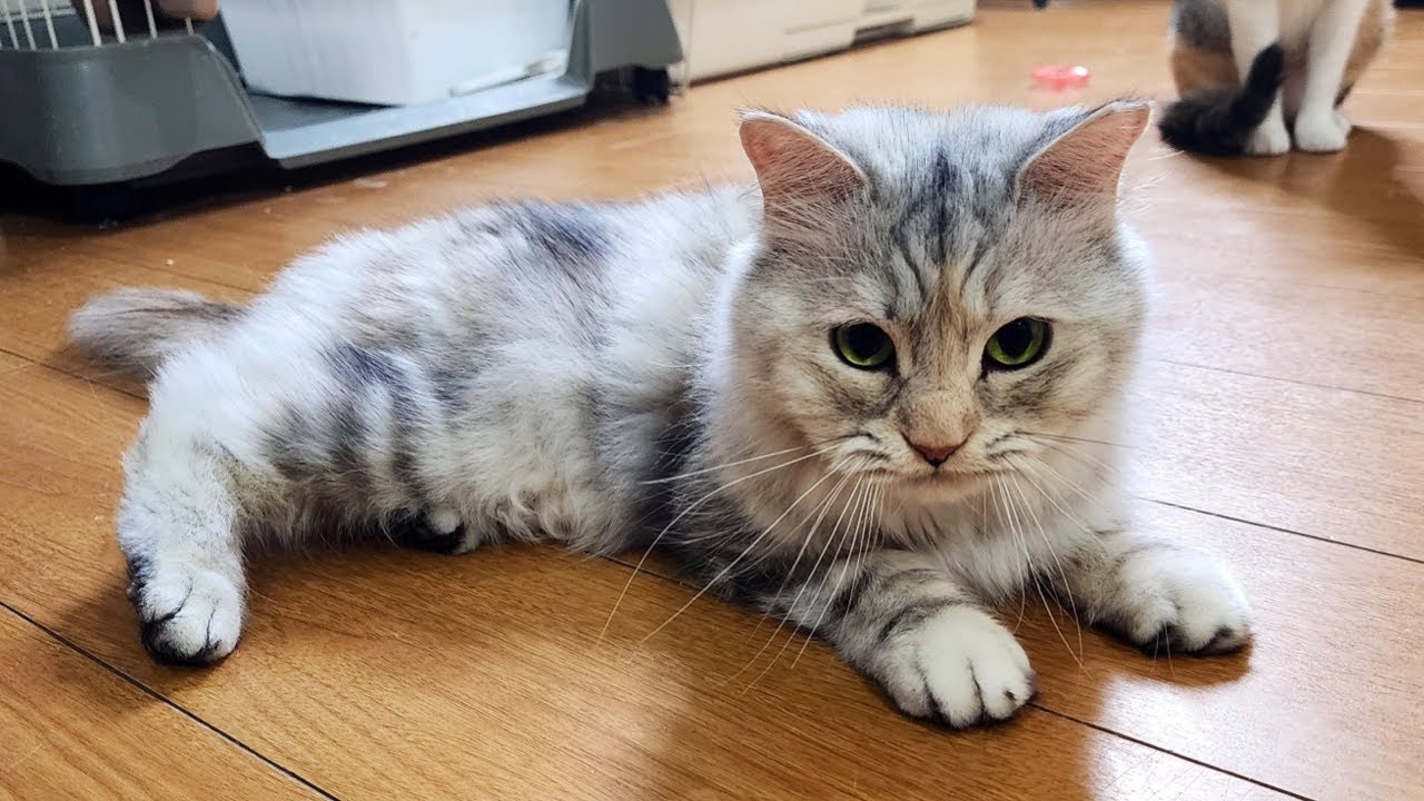 マンチカンの女の子は足に障害がありました。
