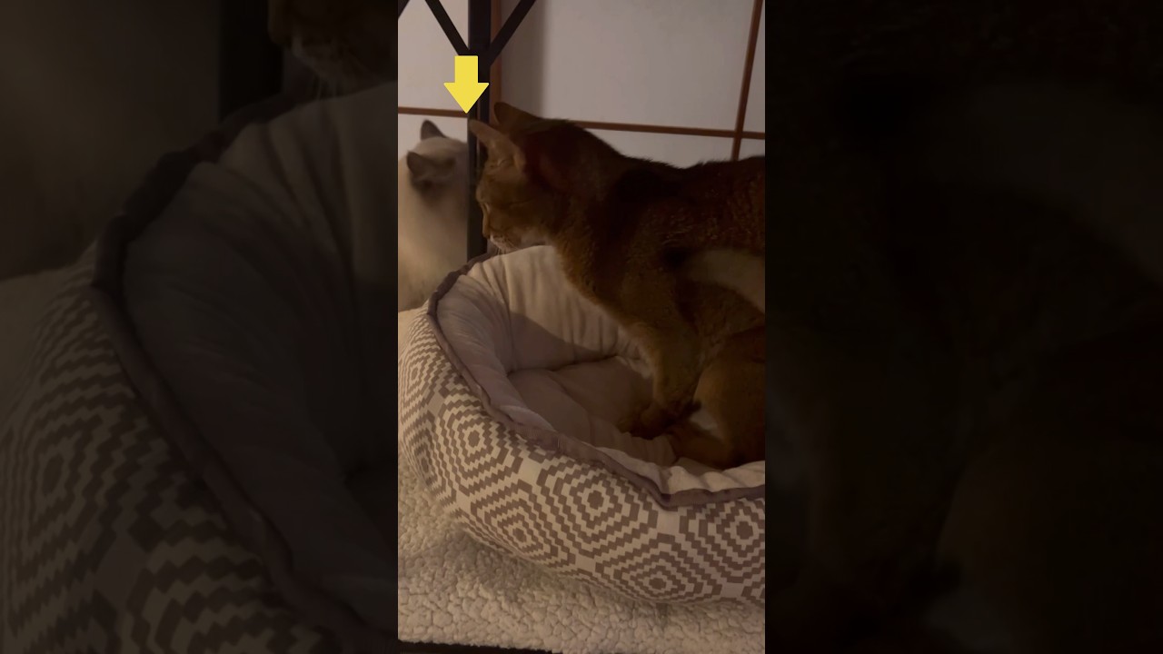 突然、上から！？ #shorts #猫動画 #アビシニアン #サイベリアン #cat #まな猫