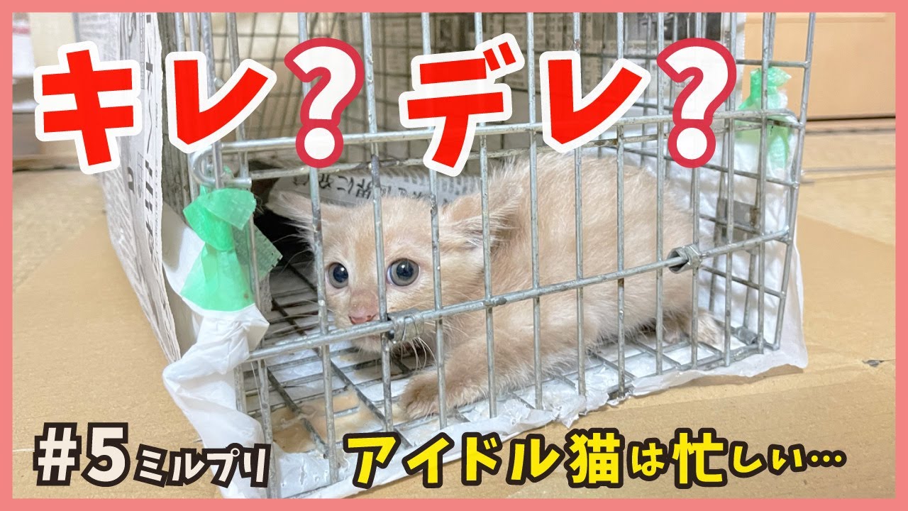 【究極のツンデレ 猫】保護した威嚇子猫はツンとデレが劇的に交錯するオモシロ猫だった？【アイドル猫・ミルプリ5】/ cute kittens are idols