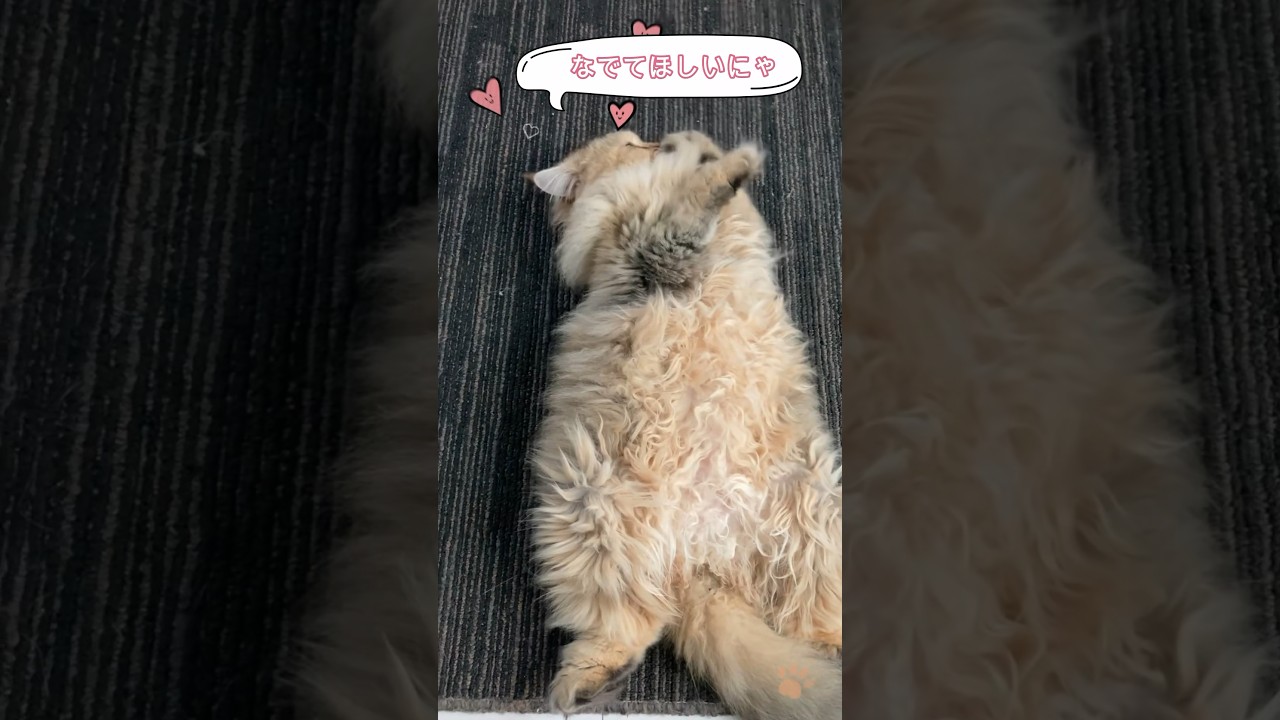 お腹なでなでをおねだりした猫の悲劇