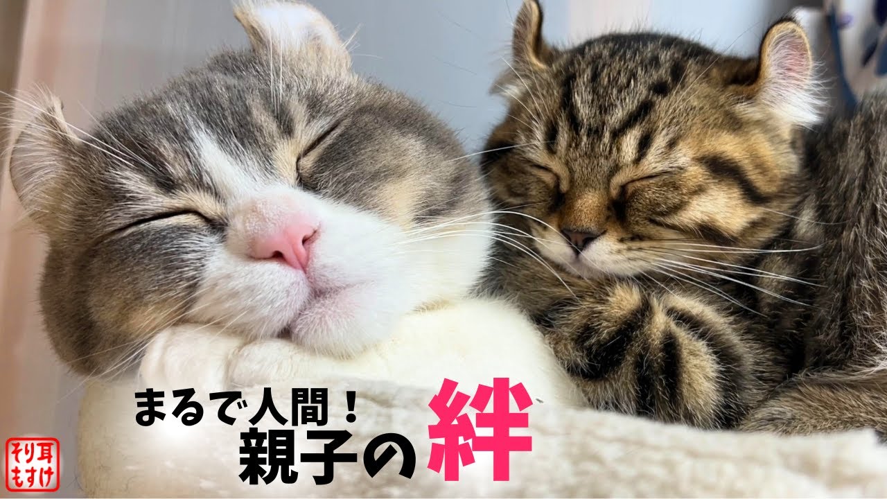 うちの優しい父ちゃん、中身は人間なのかもしれません【奇跡のイクメン猫】