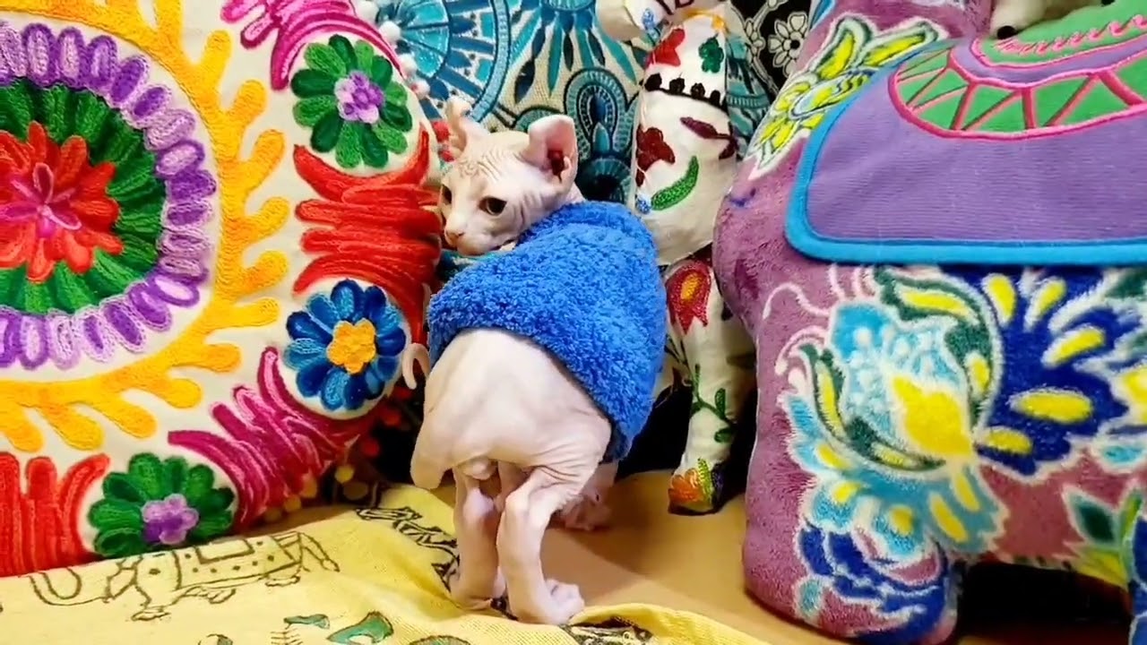 エルフキャットの男の子☆