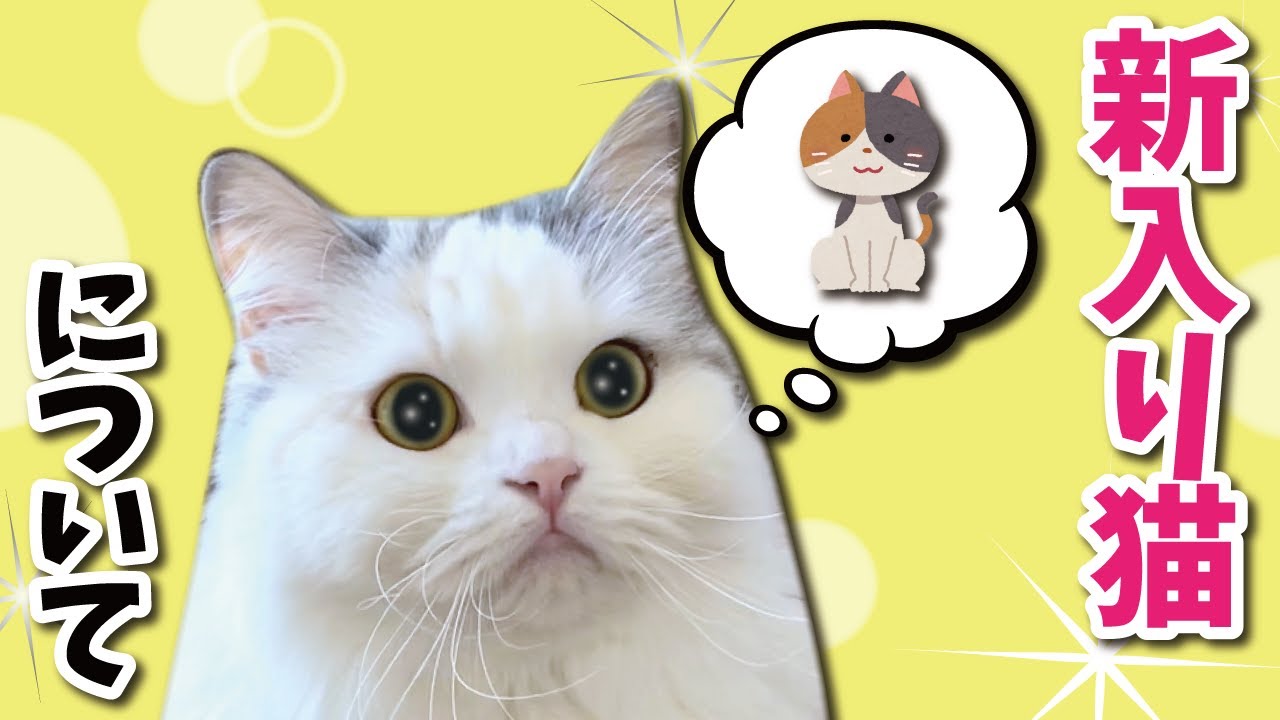 新しい子猫の迎え入れについて【関西弁でしゃべる猫】