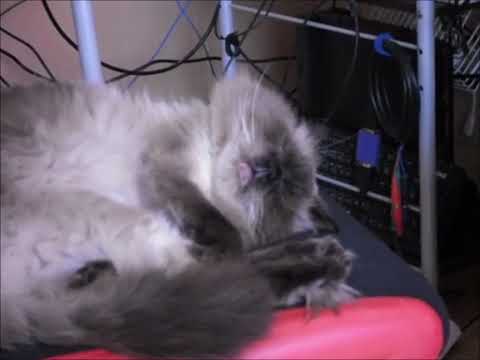 ヒマラヤンの寝顔