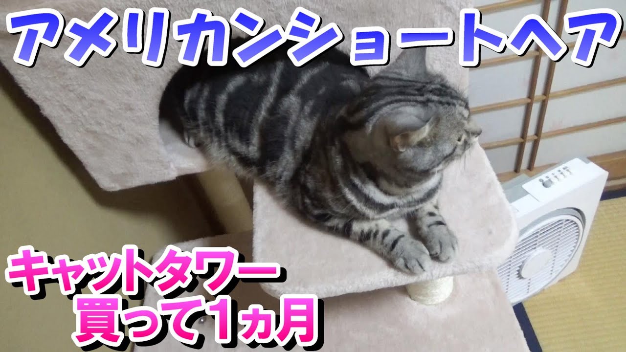 キャットタワーを買って１ヵ月（アメリカンショートヘア）