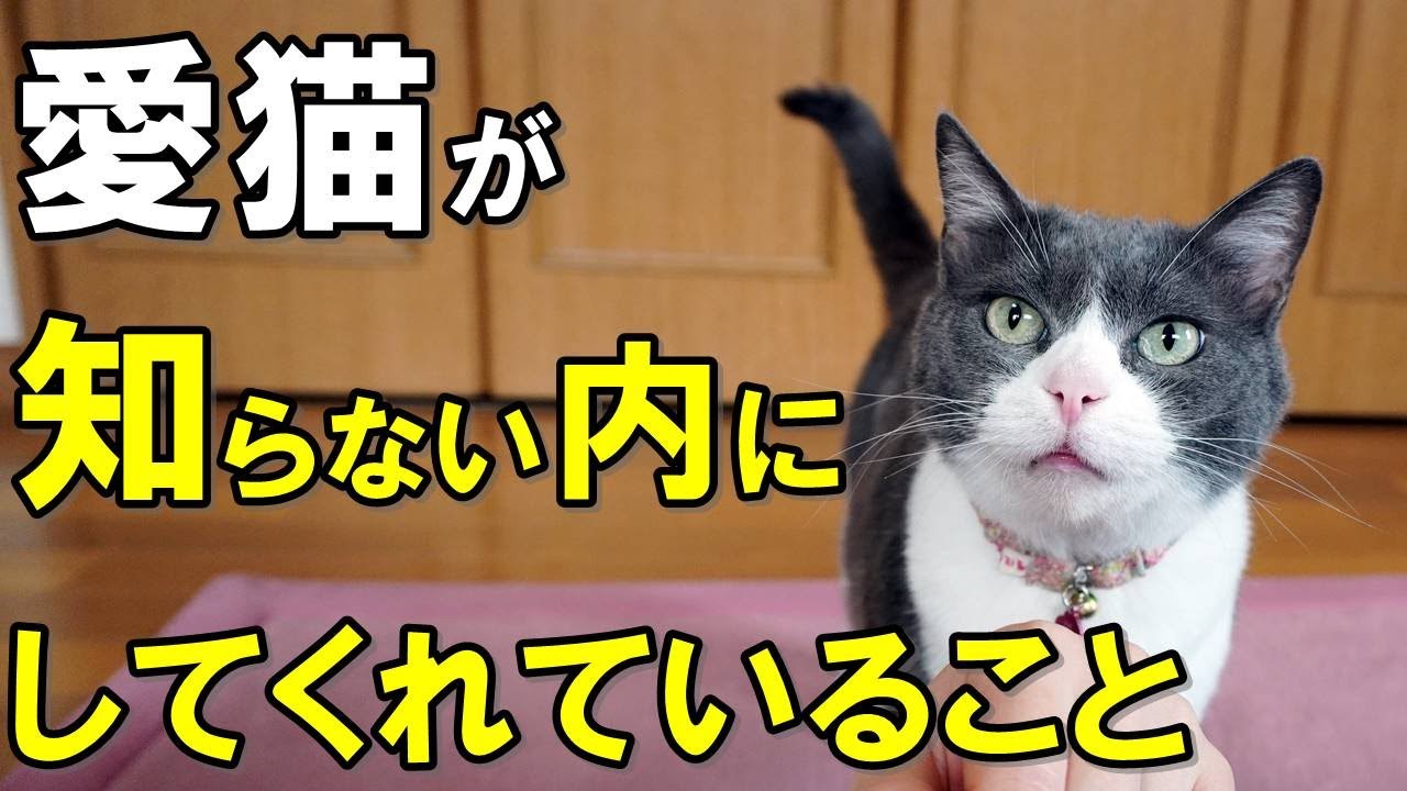【猫の恩返し？！】愛猫があなたのために知らないうちにしてくれていること８選【保護猫】