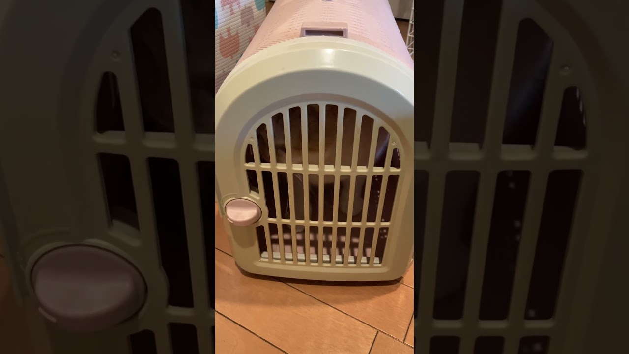 病院へ行きたくない #shorts  #猫 #アメリカンカール #cat