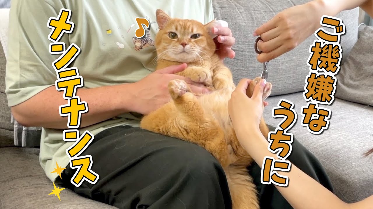 パパが帰ってきてご機嫌な猫をメンテナンスしたら楽勝すぎました！