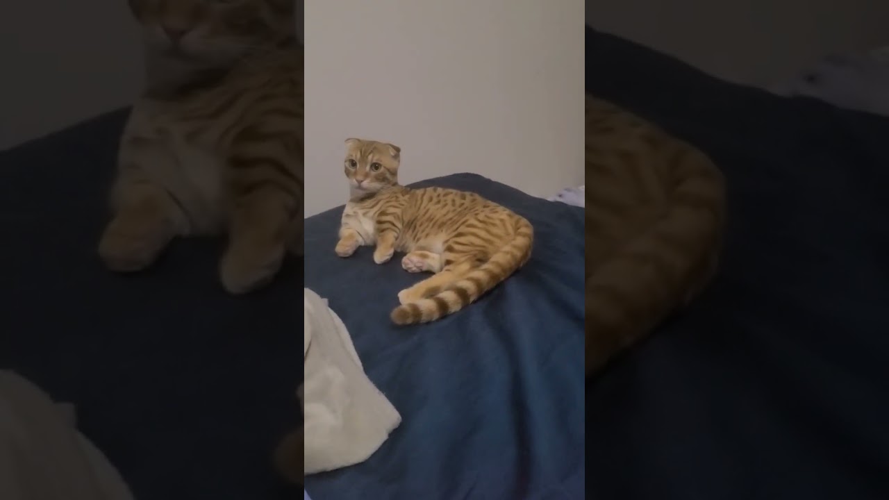 急に敬礼してきた我が家のぬこ【コモドンの観察日記】 #猫 #キンカロー #cat