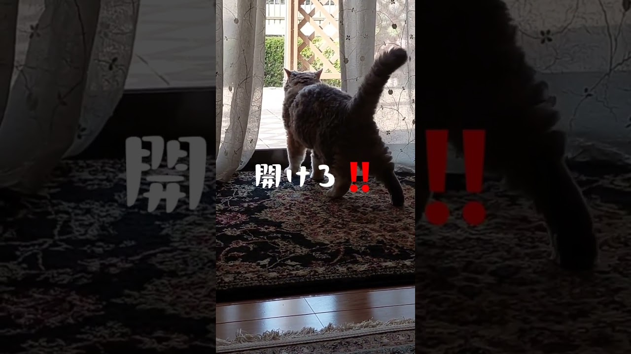 【外出せ～‼️】セルカークレックス…まりちゃん