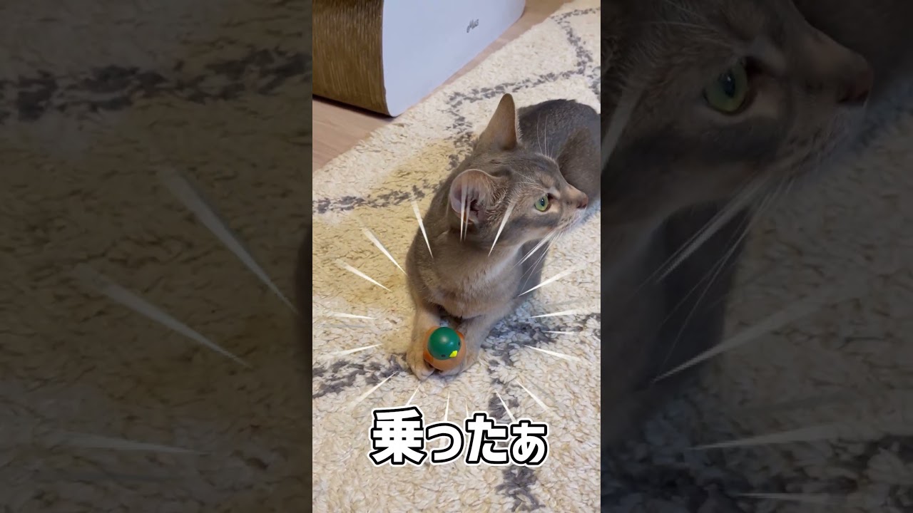 乗せ猫 #shorts #猫 #アビシニアン