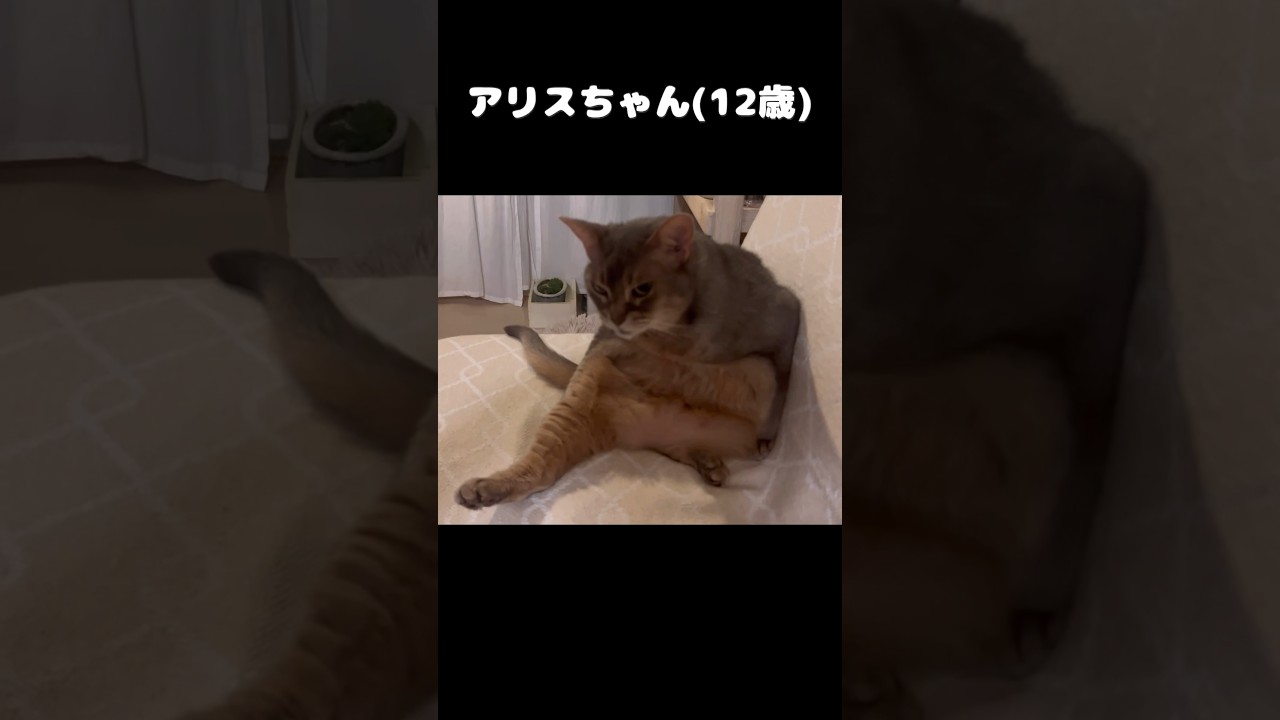 結果にコミット！？ #shorts #猫動画 #アビシニアン #cat #まな猫