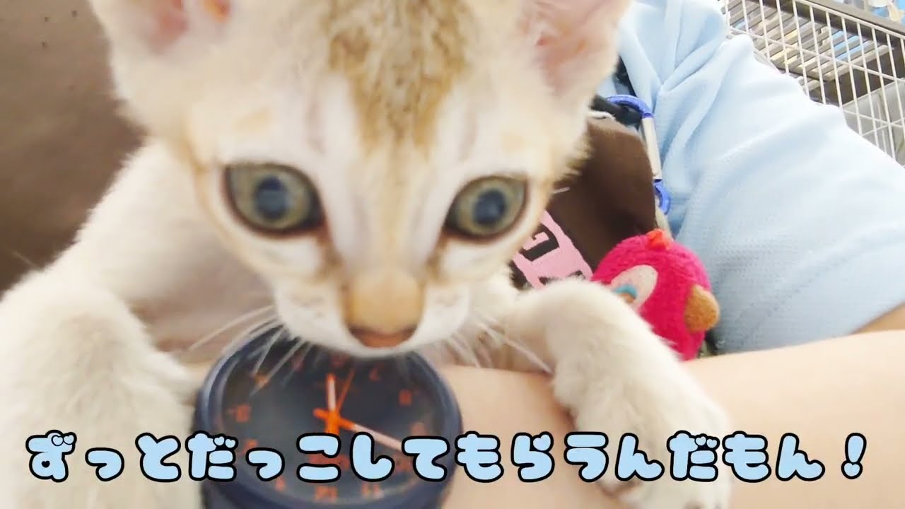 【シンガプーラ】抱っこ大好き！