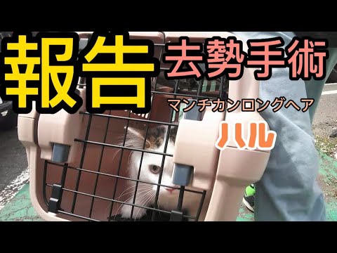 【報告】手術報告マンチカンロングヘアハル去勢手術