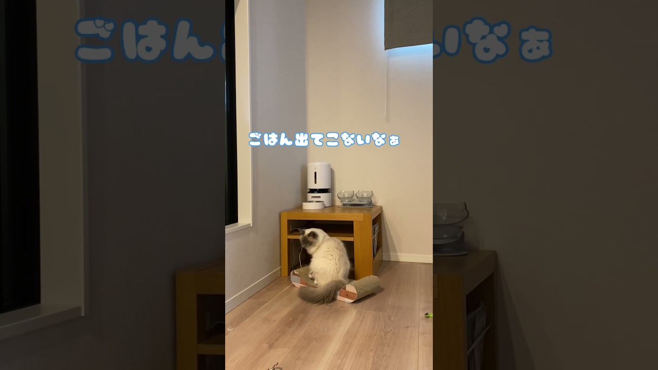 【待ちきれない猫】 #猫 #ねこ #ラグドール #ragdollcat #猫動画 #ねこのいる生活 #cat #かわいい猫 #ねこのいる生活 #食いしん坊 #short #shorts