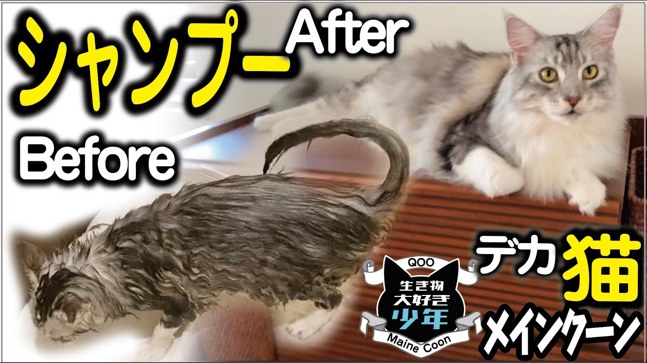 【メインクーン】大型猫、夏シャンプーでスッキリ！Before→Afterお風呂嫌いだけど頑張りました