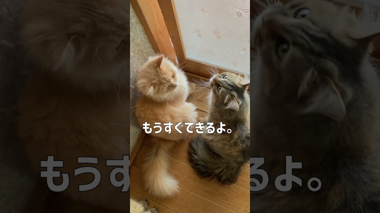 朝ごはん待ちの猫ファミリー🐈🐈🐈【サイベリアン】 #shorts