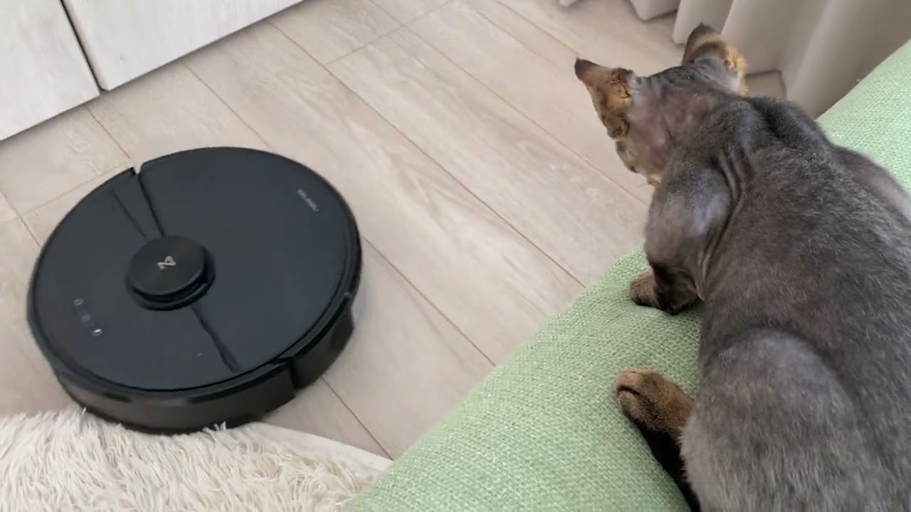 可愛らしいデボンレックス子猫の日常(Daily life of Devon Rex kitten)
