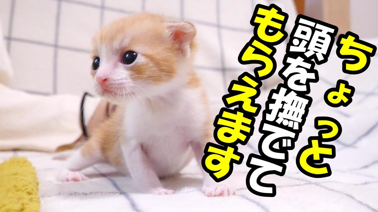 寂しくってママから離れたくない子猫たち【赤ちゃん猫　保護猫】