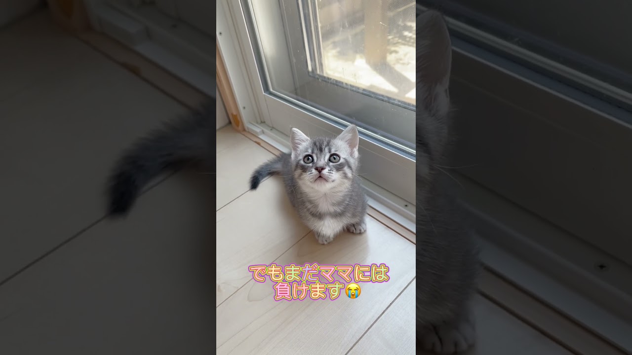 ぼく可愛いマンチカン🩷 【お問合せ詳細は説明欄に記載あります】 #猫 #マンチカン #ミヌエット #子猫販売 #猫のいる暮らし #猫動画 #ブリーダー直販 #ラパーマ #子猫 #スクーカム