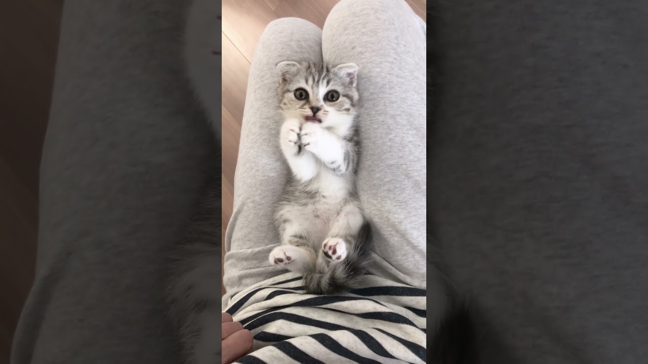 猫パンチの練習に余念がない子猫 #shorts［スコティッシュフォールド］