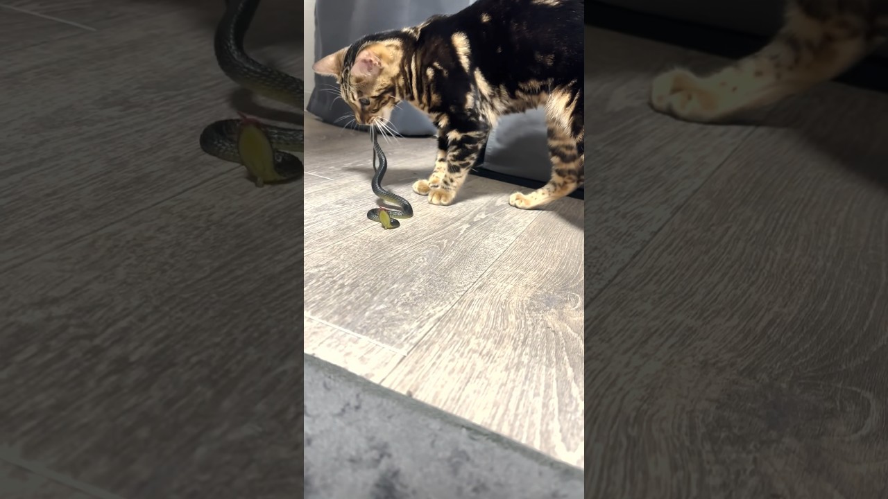 へびにまたたび付けてみたw【子猫】#shorts #cat #ベンガル