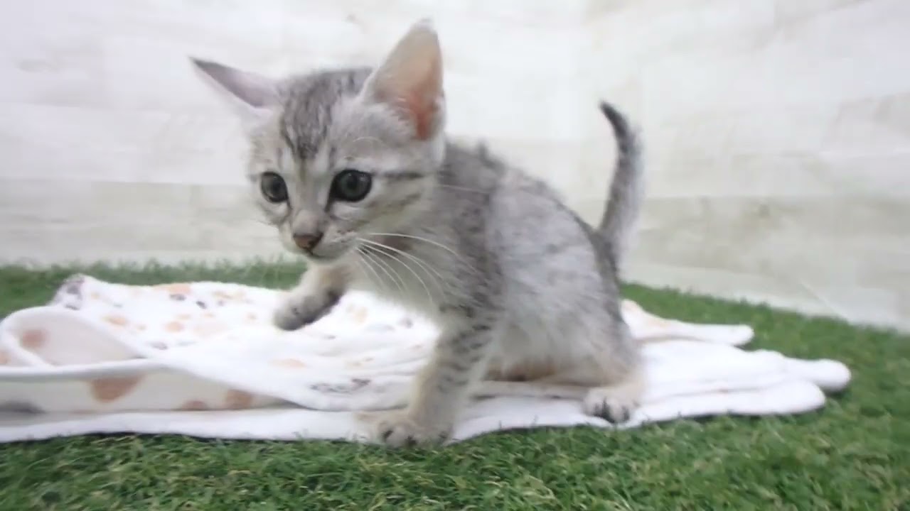 Coo&RIKU　No00643678 エジプシャンマウ