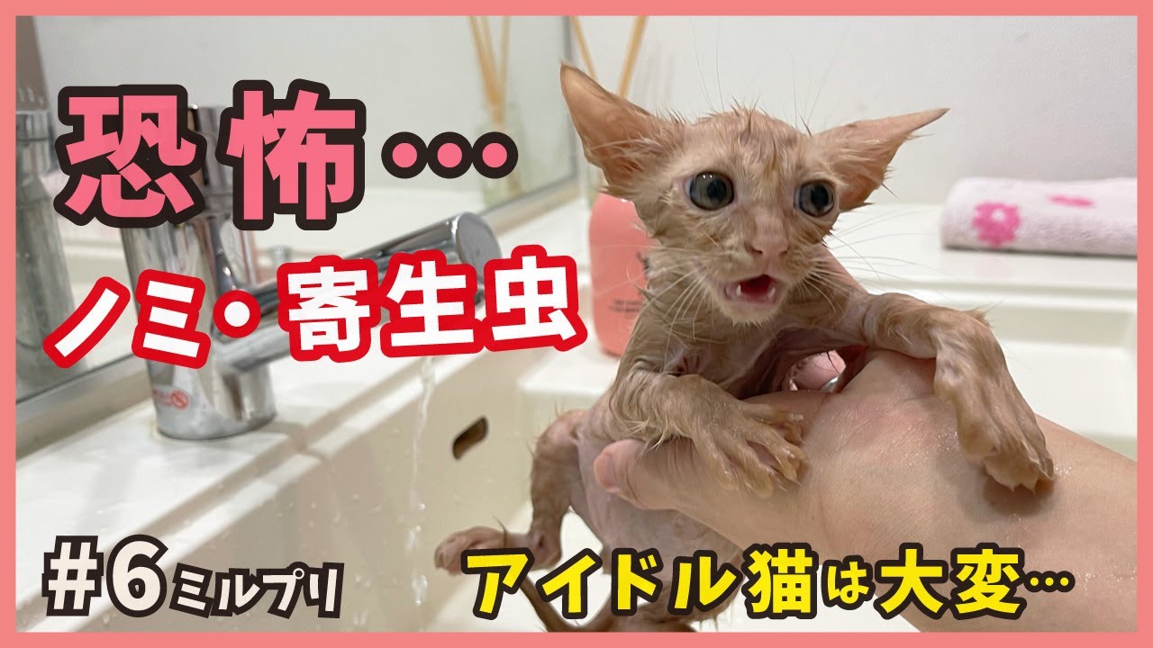 【ノミ大量 子猫 シャンプー】究極ツンデレ猫は過酷な野良生活を耐えてきました…【アイドル猫・ミルプリ6】/ cute kittens are idols