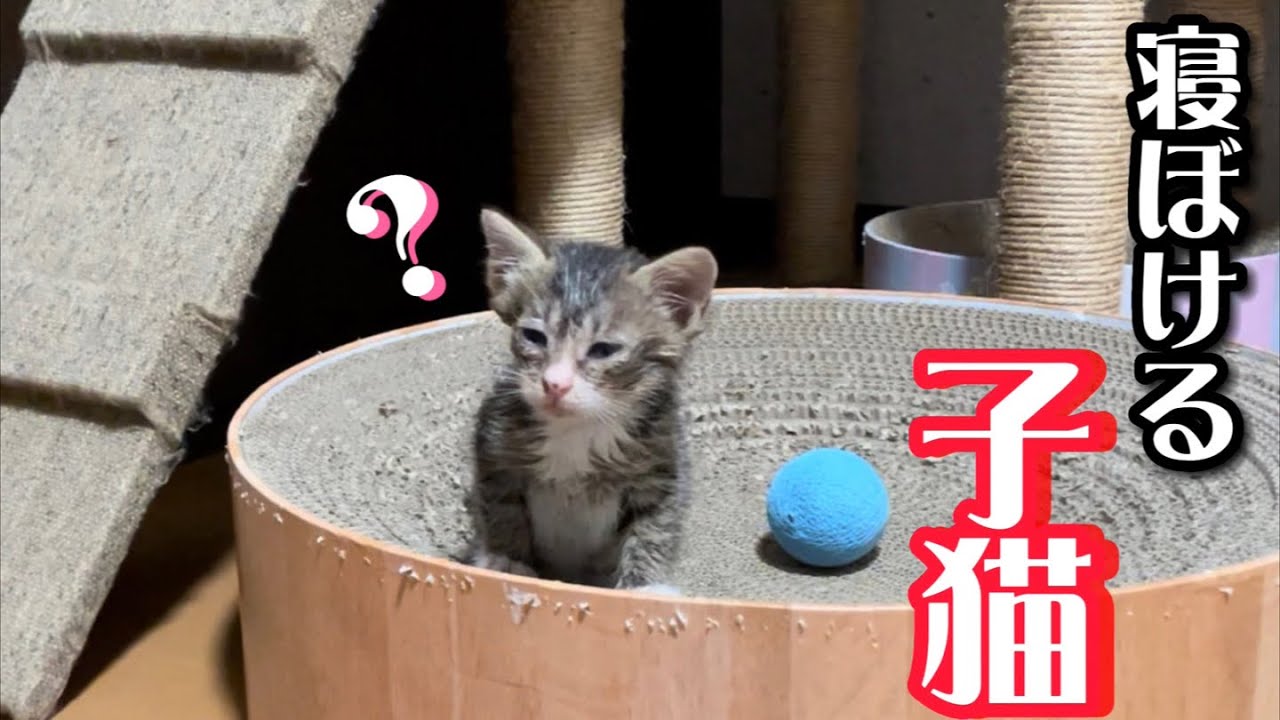 寝ぼけながらも大好きな人間に駆け寄って来る子猫の姿が可愛い