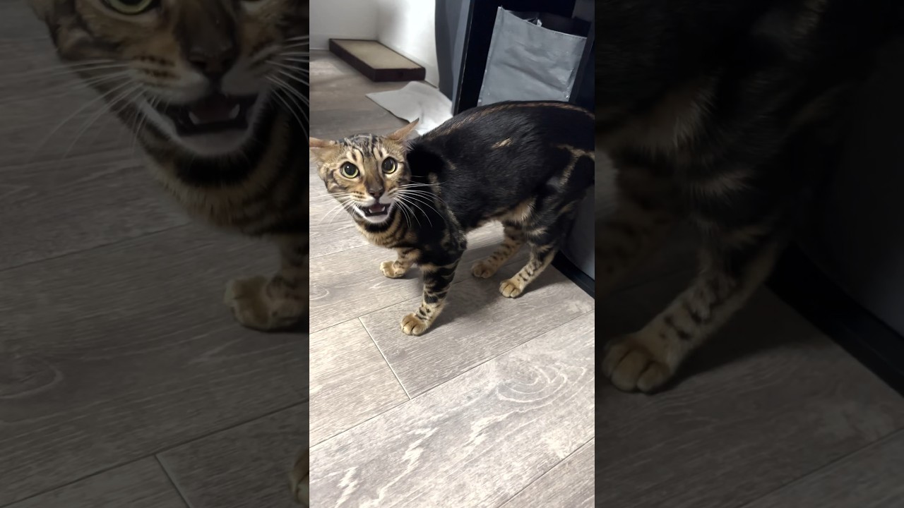 やんのかハラスメント【子猫】#shorts #猫 #ベンガル