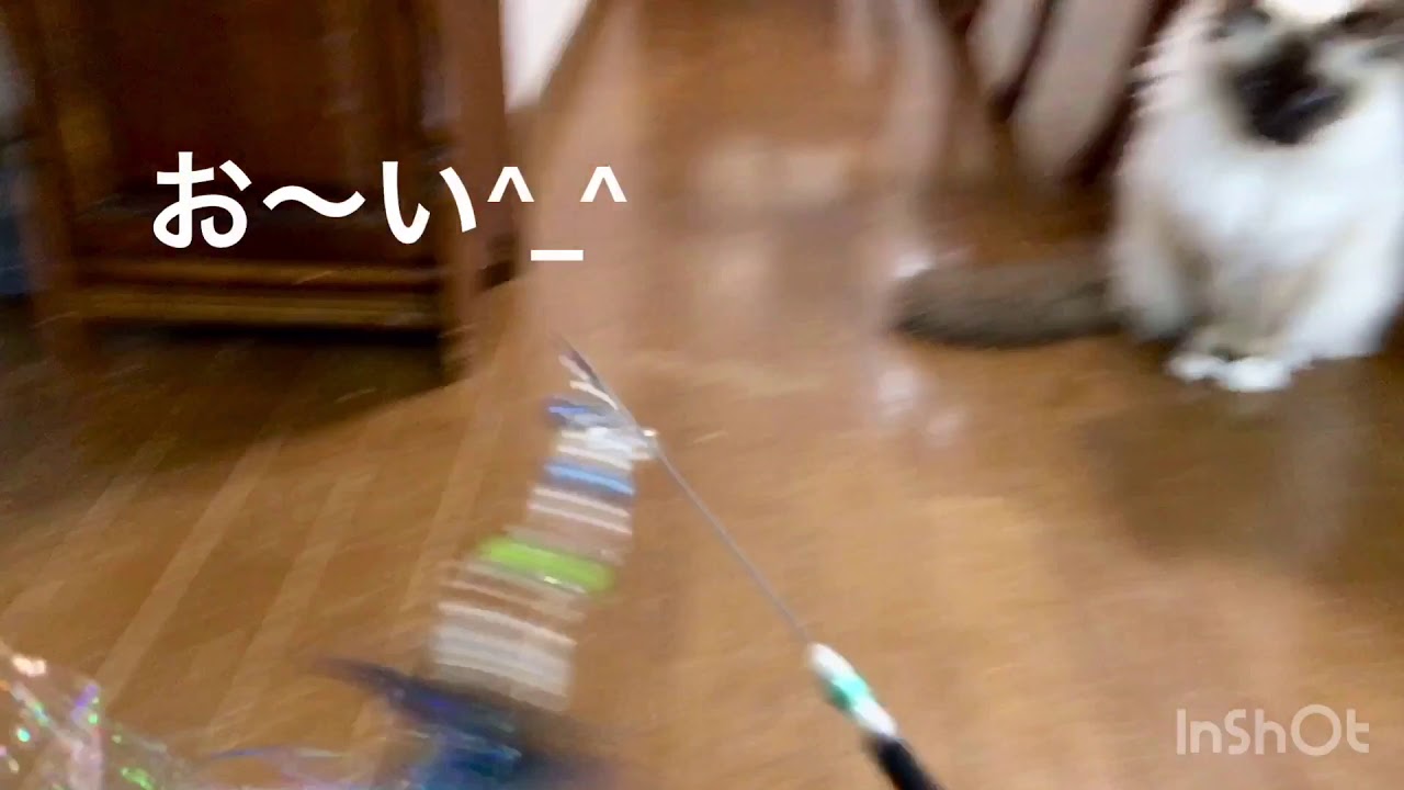 バーマン＆ソマリと遊ぼ♫