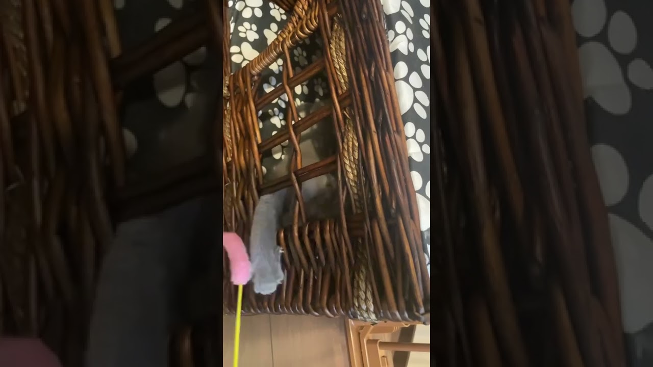 シャルトリューの仔猫と遊んでたら横からねこじゃらしかっさらわれて楽しい #shorts #シャルトリュー #猫 #猫のいる暮らし #chartreux #ねこのいる生活