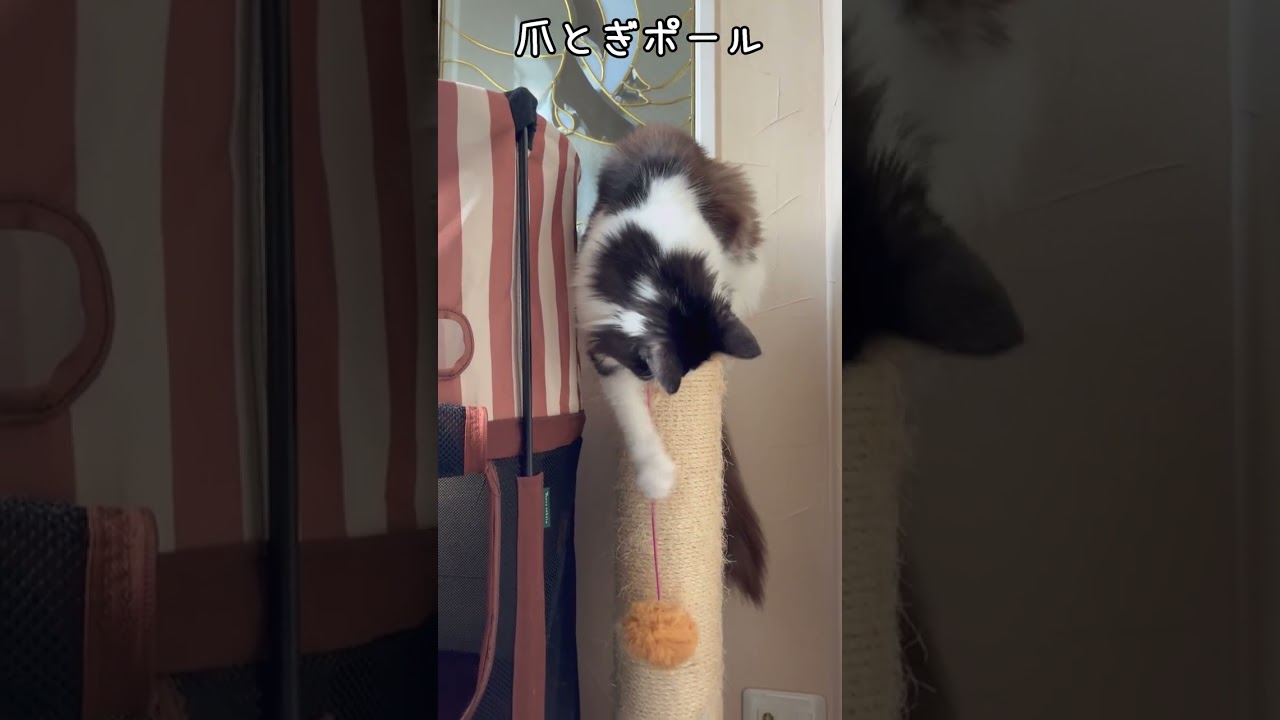 メインクーンのバランス感覚
