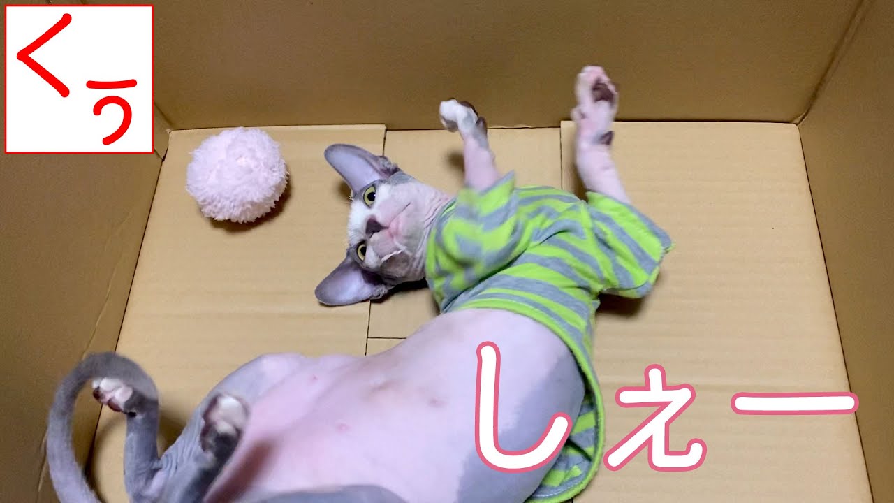 【第101話】またたびの効果が無毛猫スフィンクスのくぅちゃんには絶大だった話。