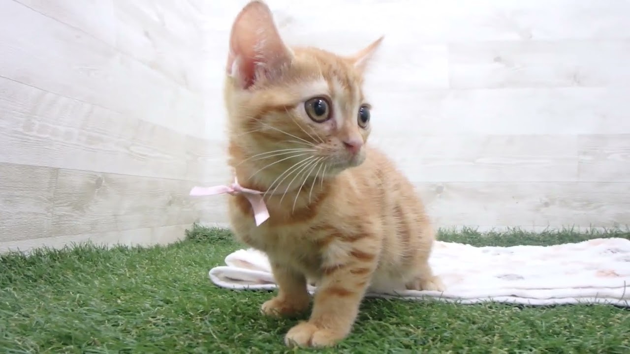 Coo&RIKU　No00638795 アメリカンショートヘアー