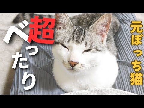 【元保護猫】子猫が甘えん坊すぎてズボンに入ってきたんですが…