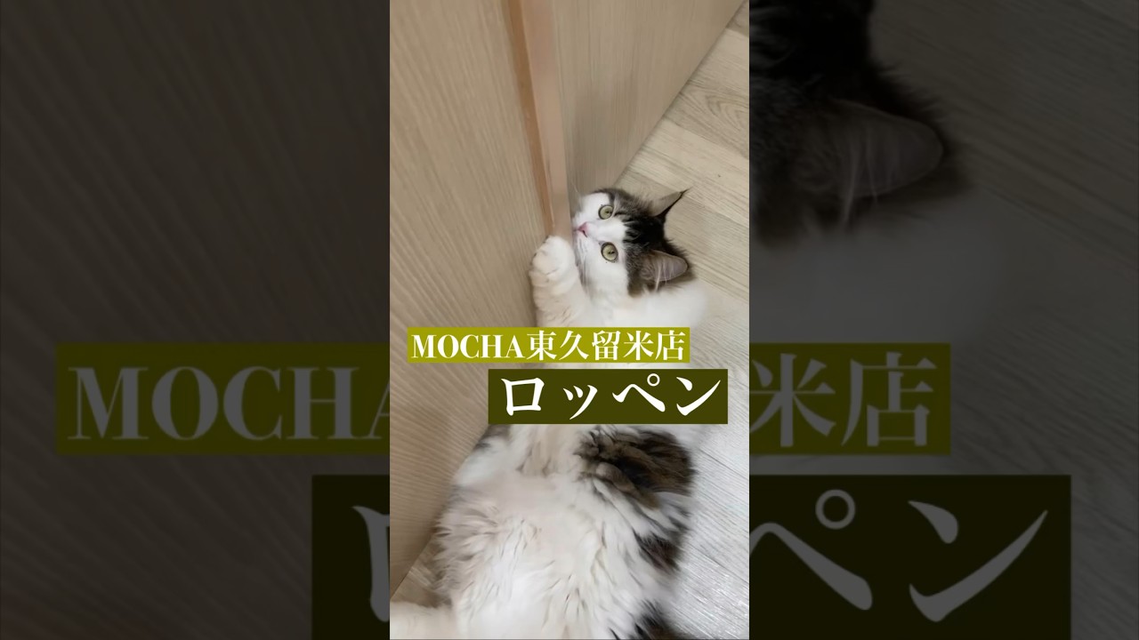 ロッペン　(スコティッシュフォールド♂)　#猫カフェモカイオンモール東久留米店  2023/5/2撮影　#shorts　#cat