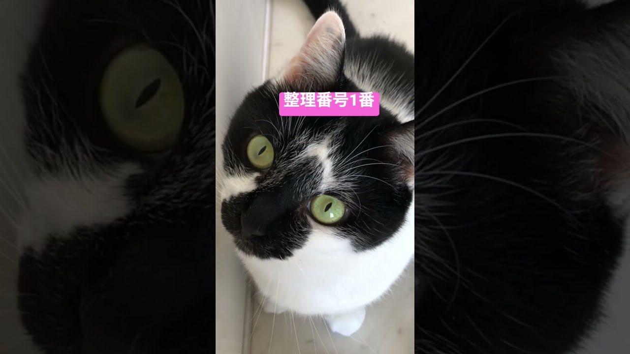 誰に教わったん？社会のルールを熟知する猫たち【Japanese cats are polite！】