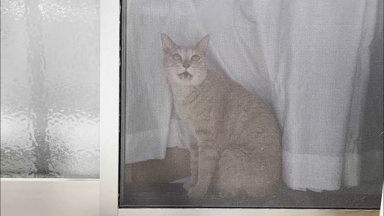 外に出たくてニャーニャーと騒ぎまくる猫が拗ねる
