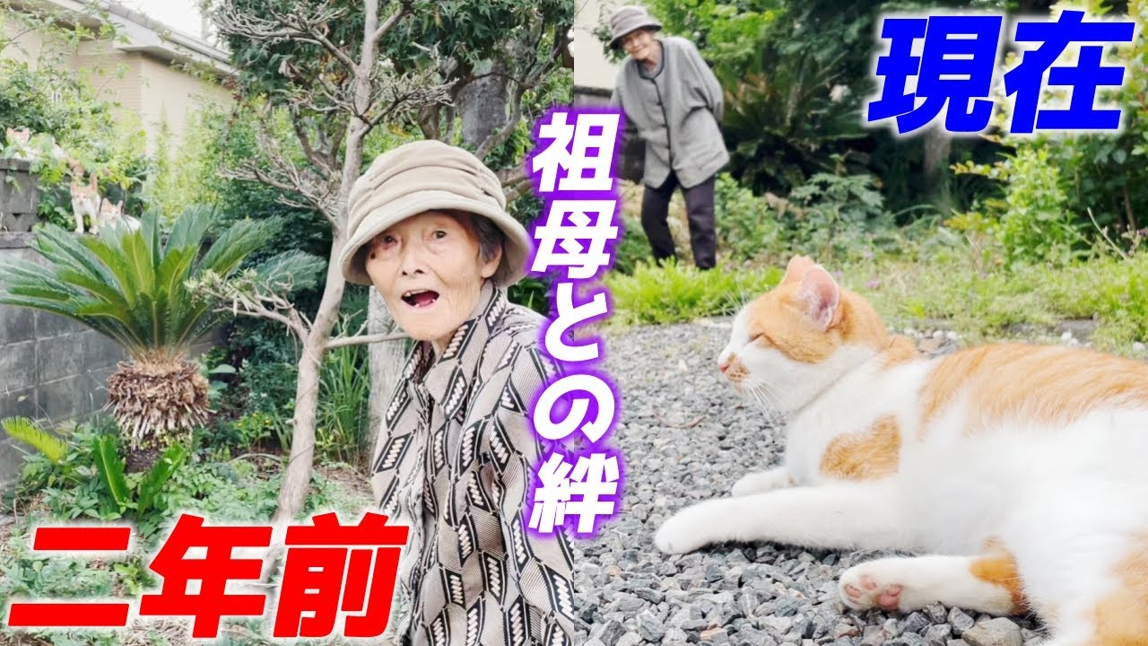 おばあちゃんと庭子猫達の2年間続く不思議な絆に心が温まりました！[三毛母猫と子猫]