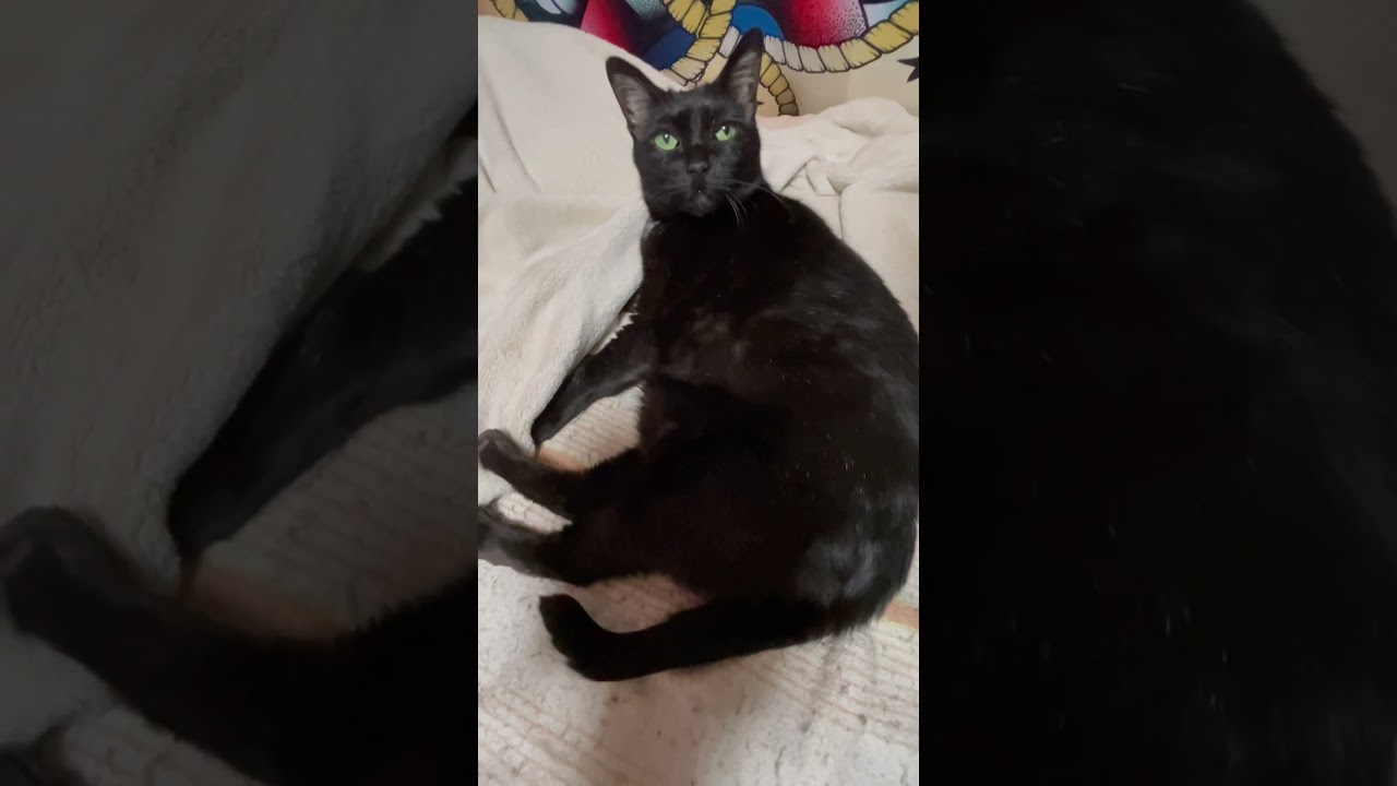 リラックスしてる黒猫にカメラ向けたらウザがられました😣🐈‍⬛ #shorts  #猫 #cat