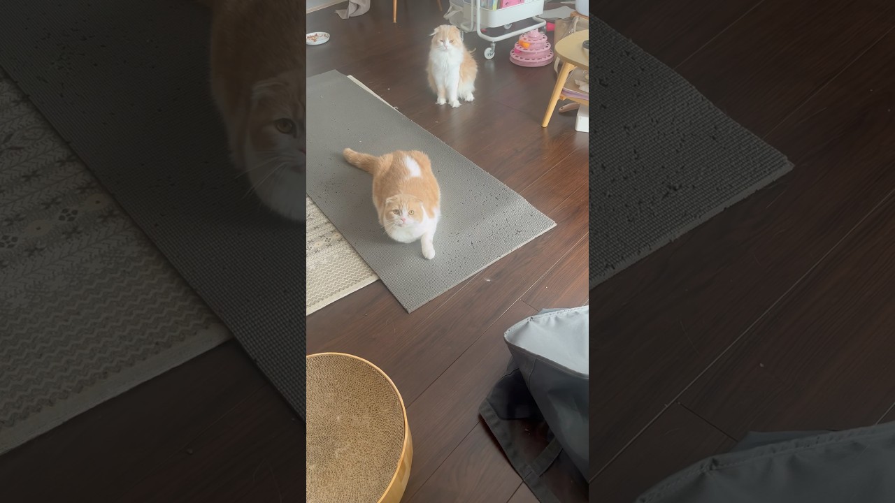 主が帰ってきた時の猫の反応😂 #スコティッシュフォールド　#多頭飼い　#猫