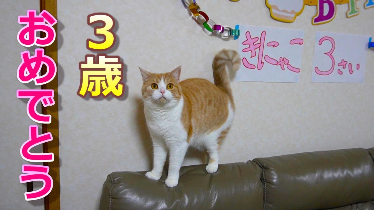 お誕生日プレゼントに思わず声が出た猫【スコティッシュフォールド】【アビシニアン】